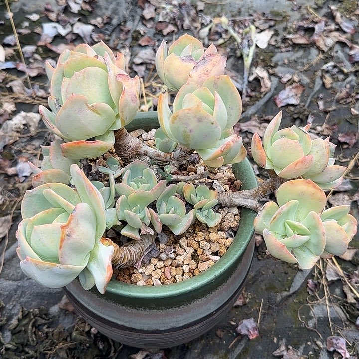 195白凤脱土裸根