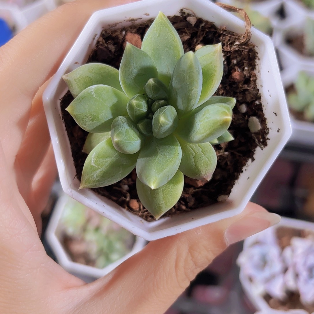 精品乌拉克拉多肉植物