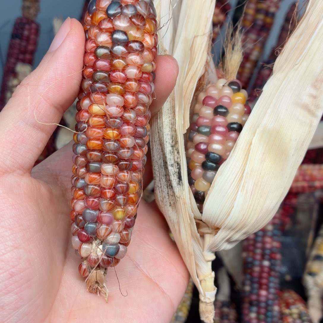 艾***雨吊坠白玉菩提文玩精品文玩精品