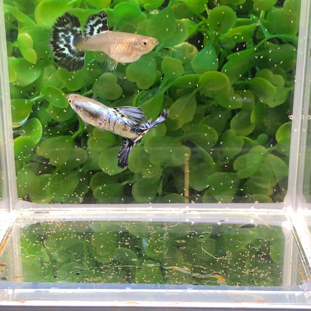 孔雀鱼马赛克半月尾一对