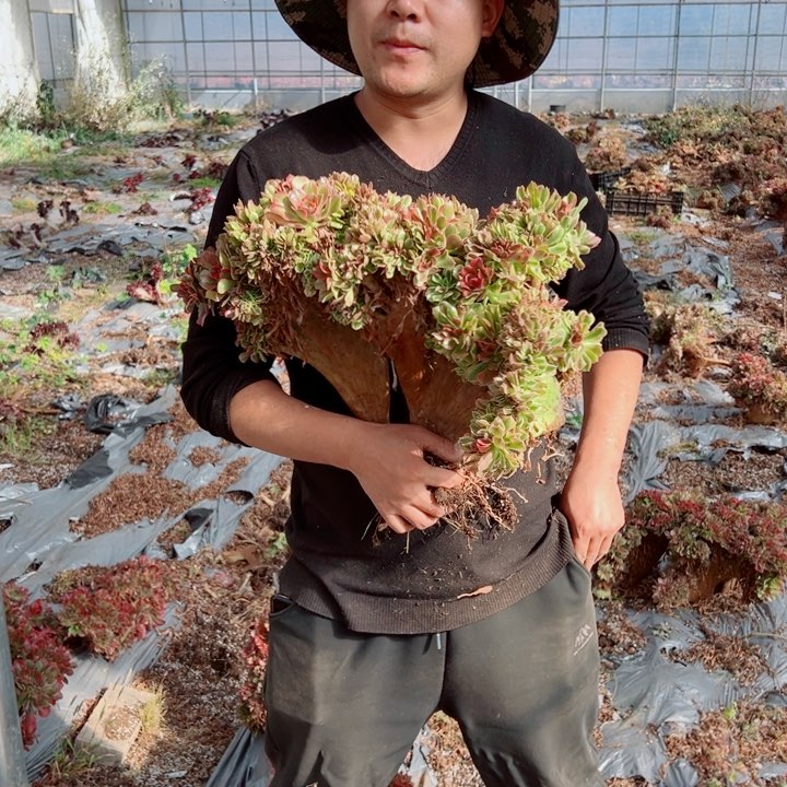 红袖醉话34号多肉法师