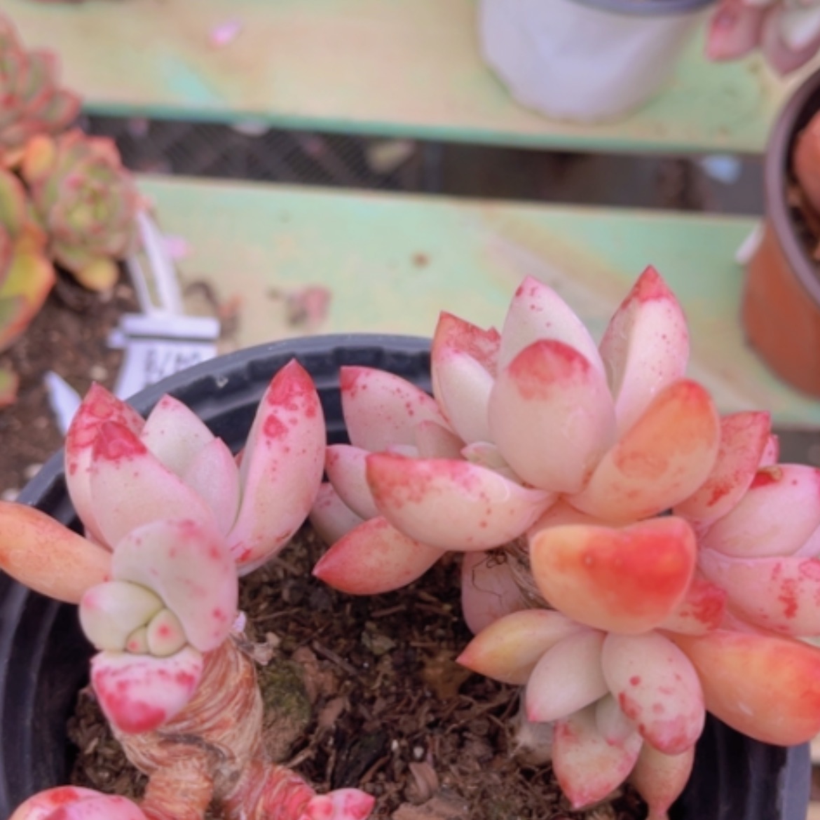 【闪购商品】桃花源0479