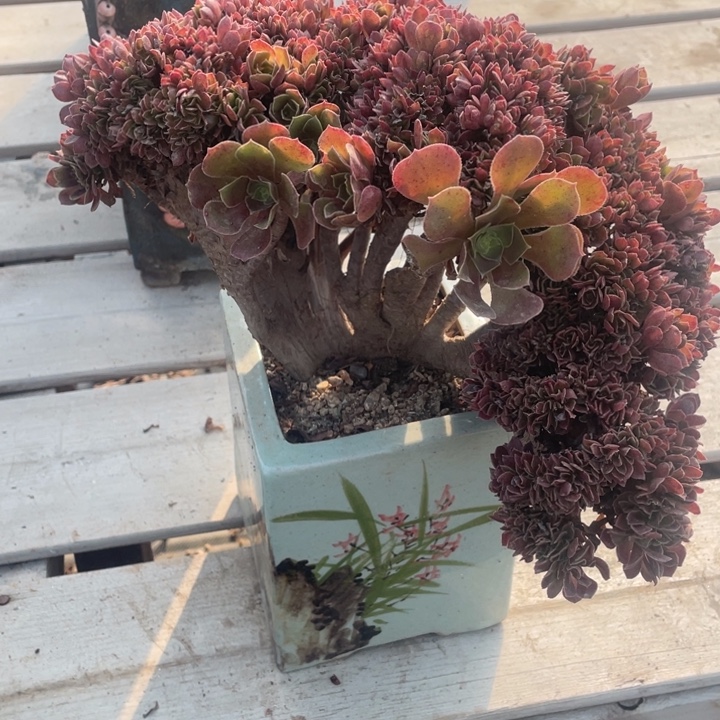 多肉葡萄和坚果是很重要