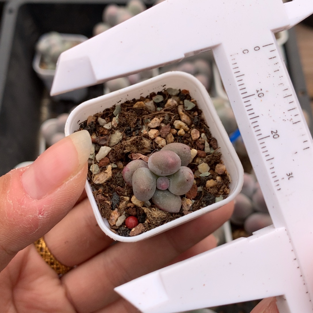 米可奶酪多肉植物