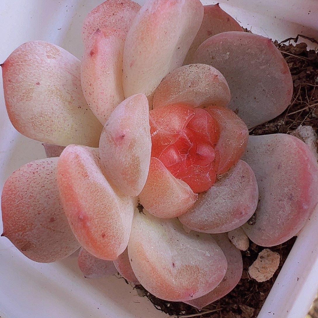 双头甜心19包邮多肉