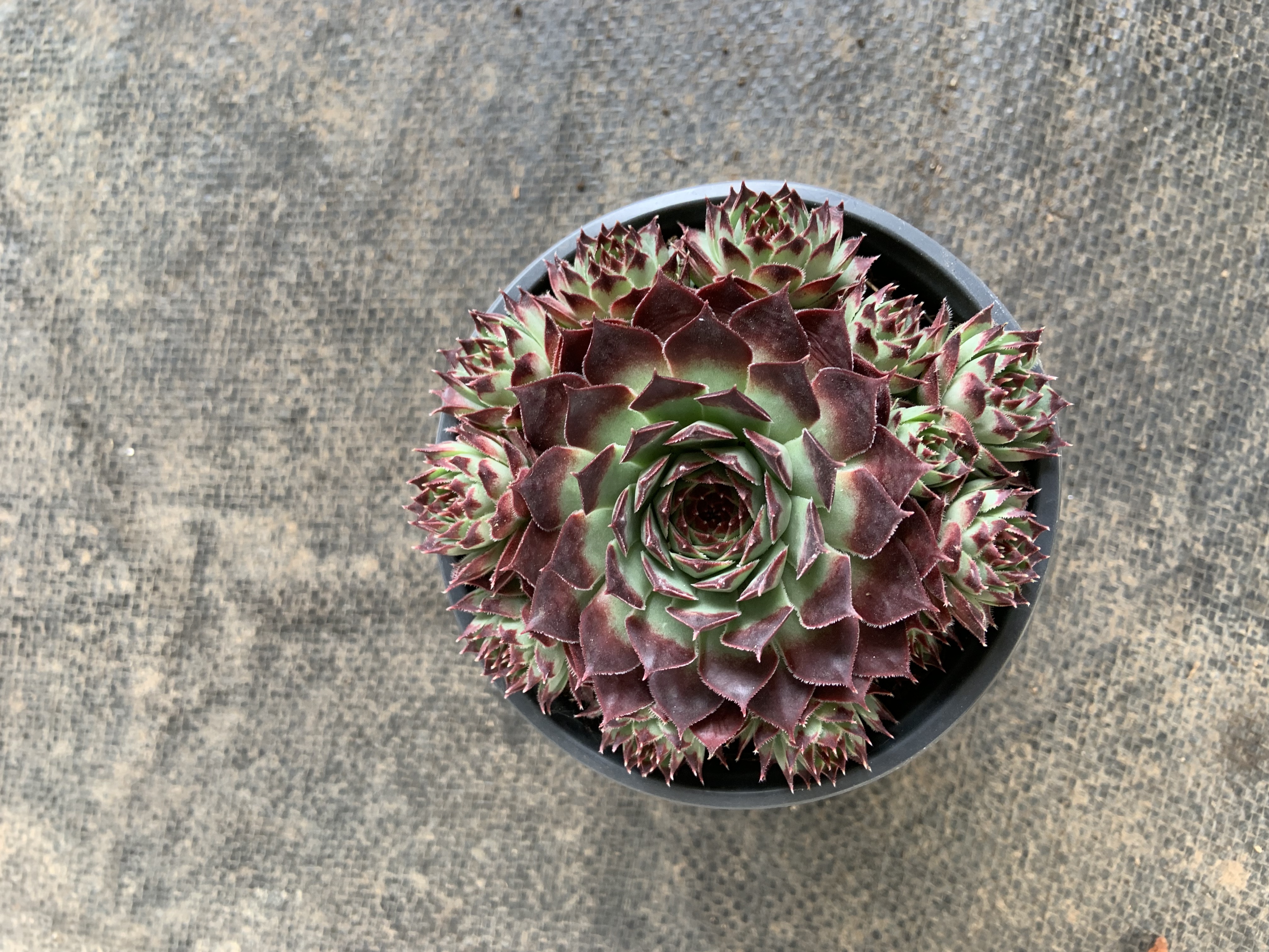 紫牡丹橘子球多肉植物室内花卉长生草莲花造型绿植盆栽