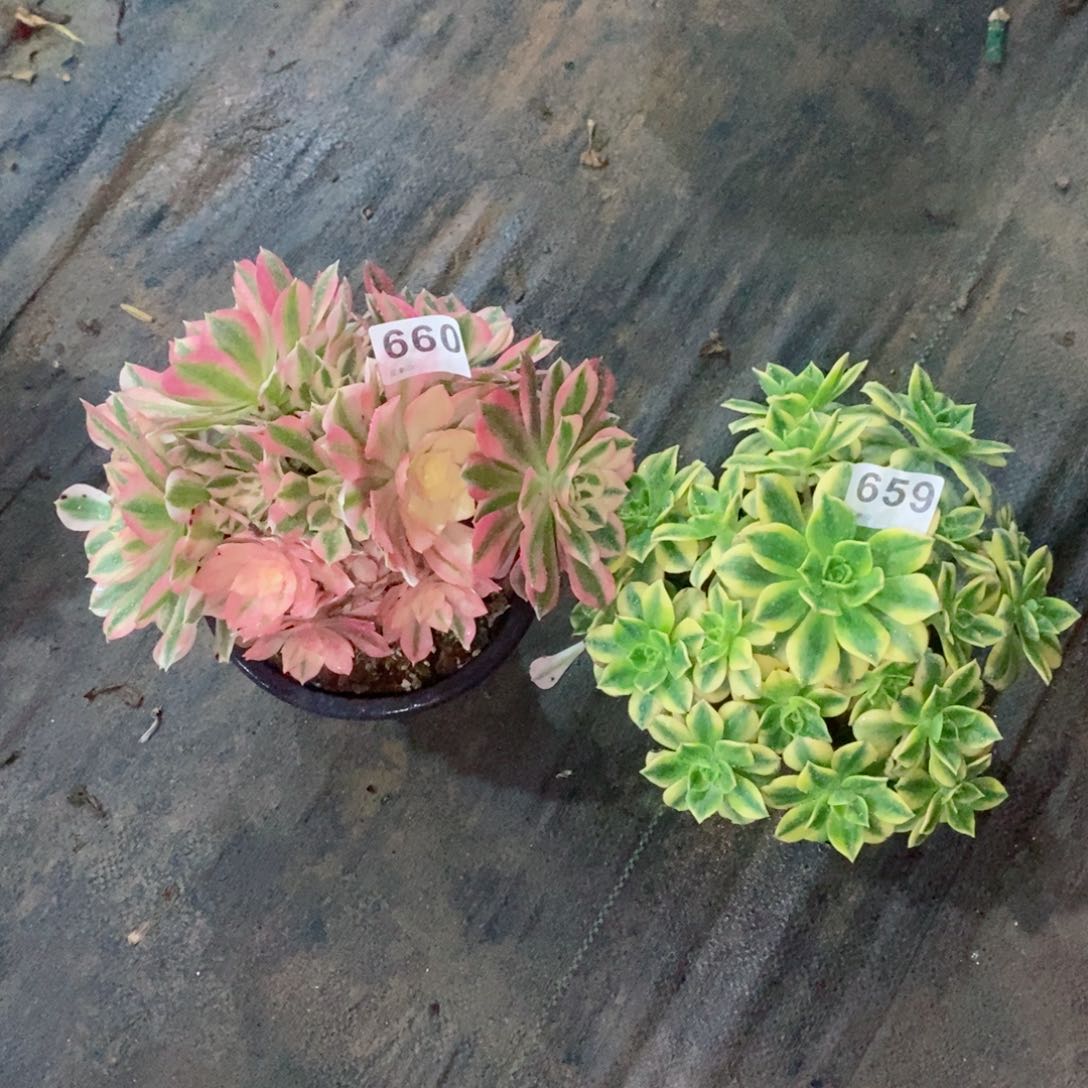 组合659660多肉1111