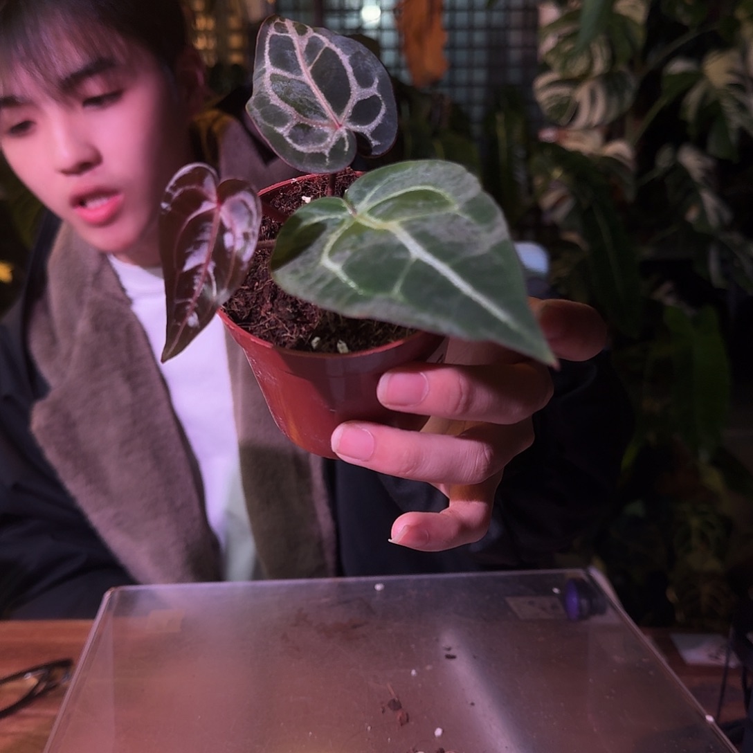 鹰***常不开花植物G329红巧杂米歇尔