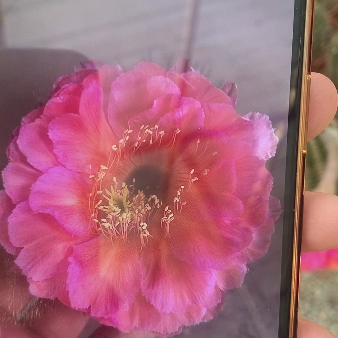 彩草新品k64带根7公分左右