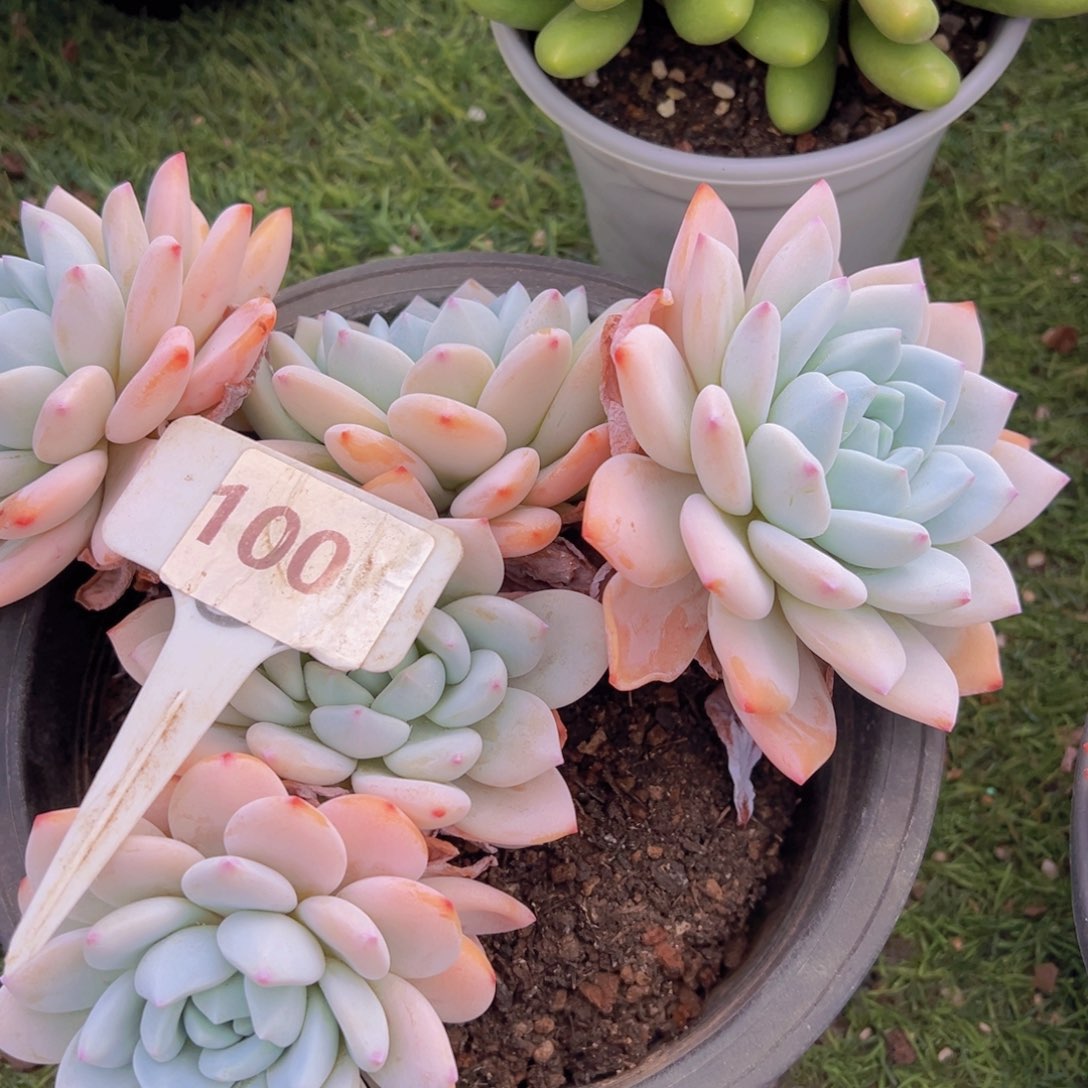 紫*香玉等多种名贵的产品和服务于一体的