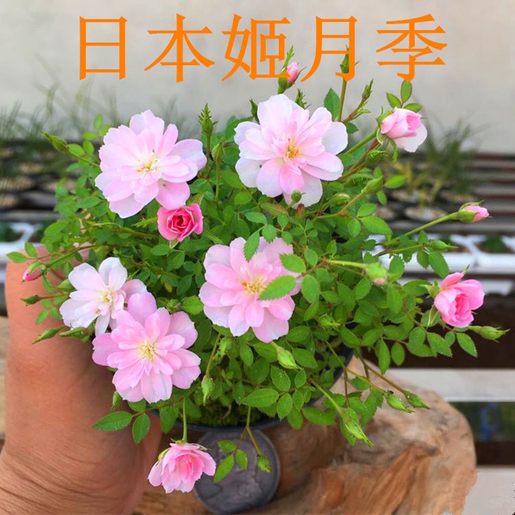 姬乙女超微姬月季盆栽室内四季开花好养桌面绿植花卉