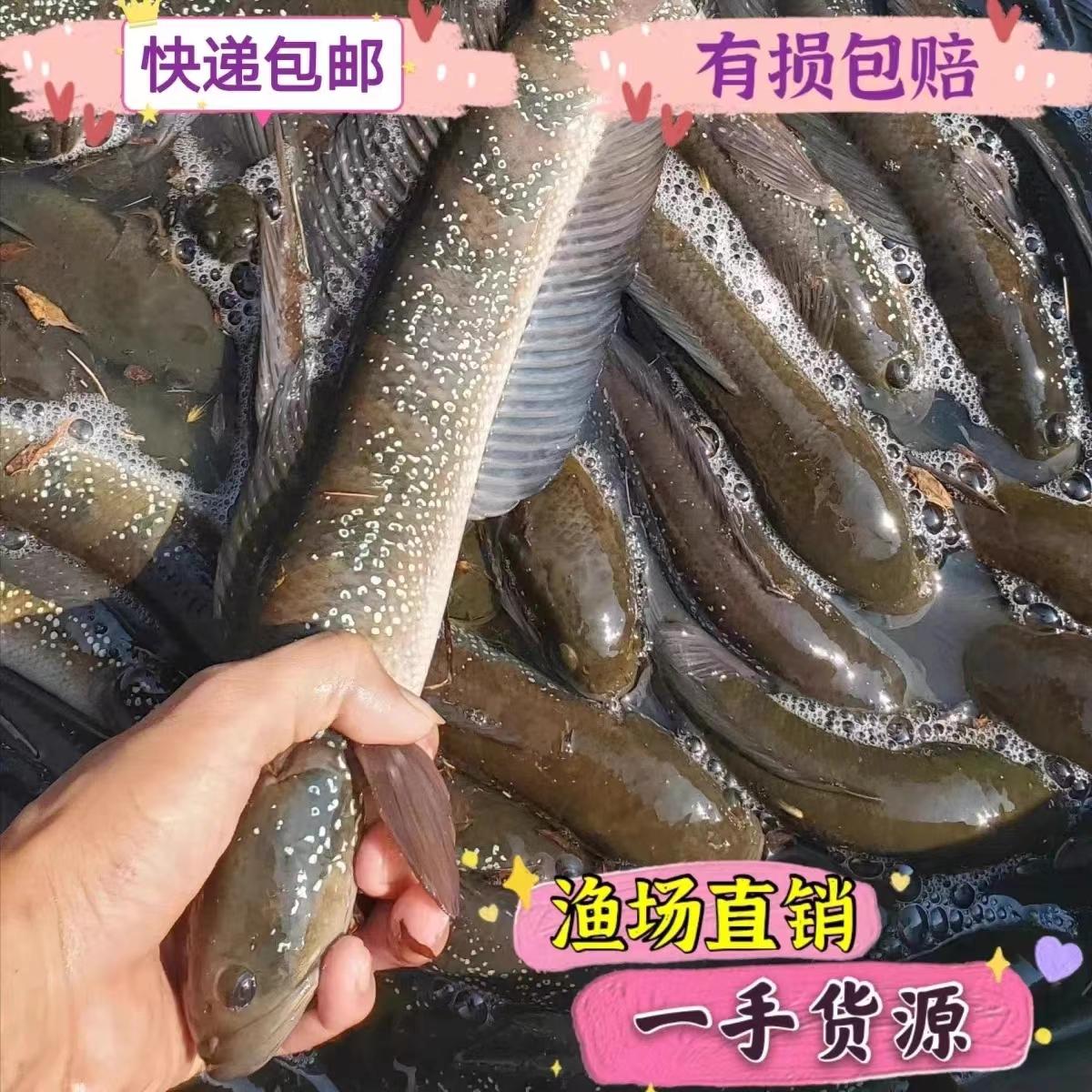 七星鱼包活送到雷龙鱼冷水山石斑鱼养公鱼张公鱼