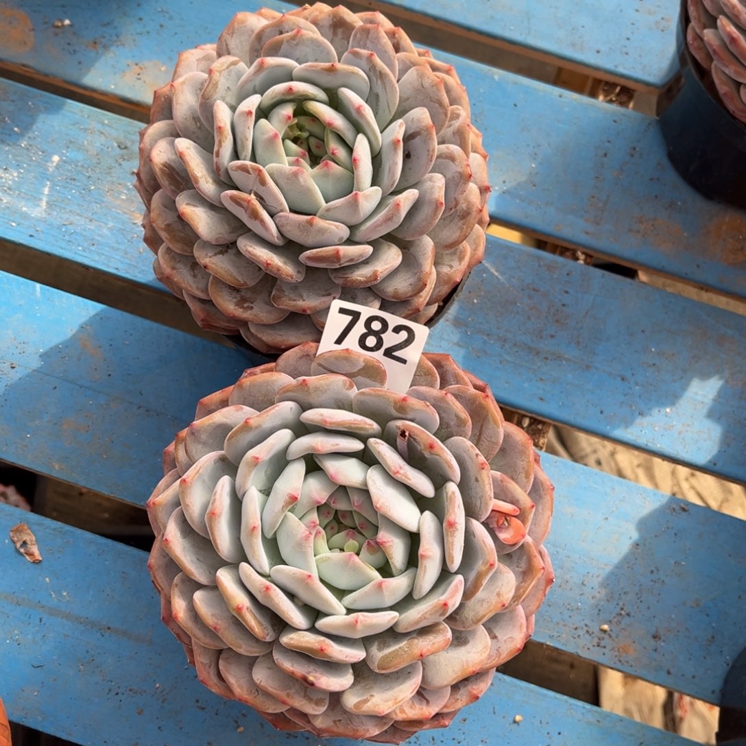 小***豆782号新疆西藏内蒙古不包邮