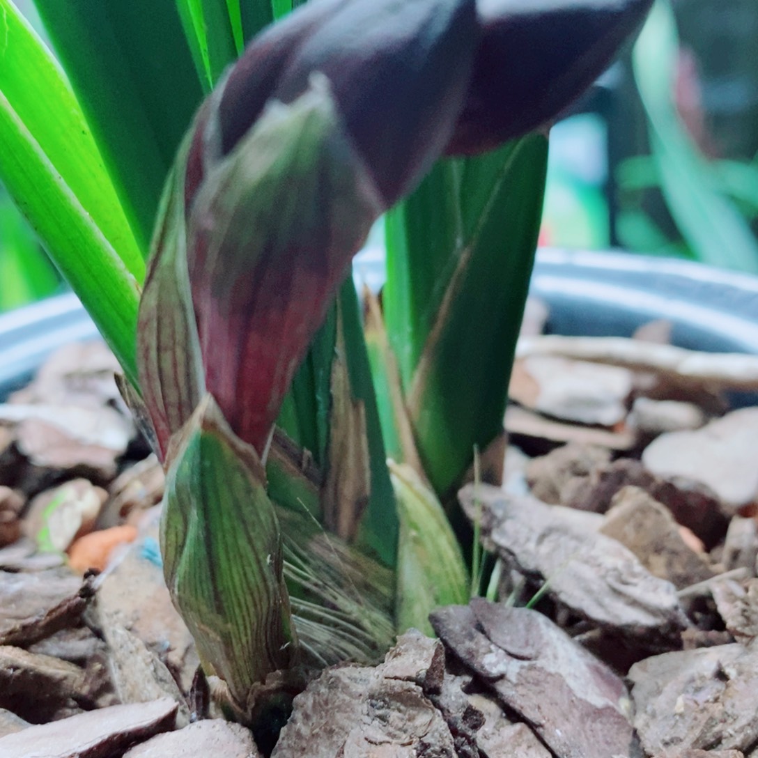 大部分花苞少量开放