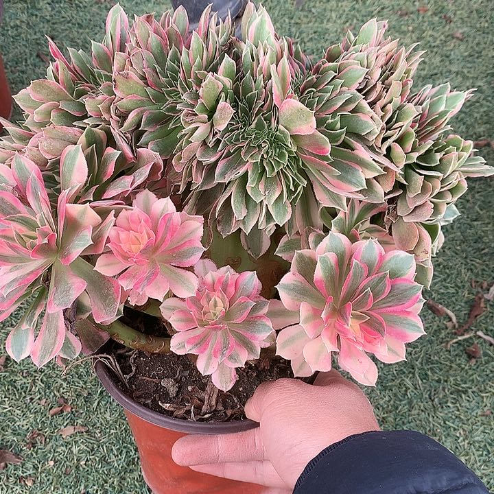 开*155红袖缀化多肉植物