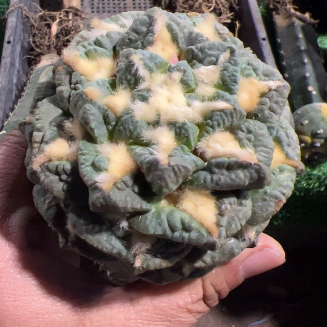 龟甲牡丹仙人球753