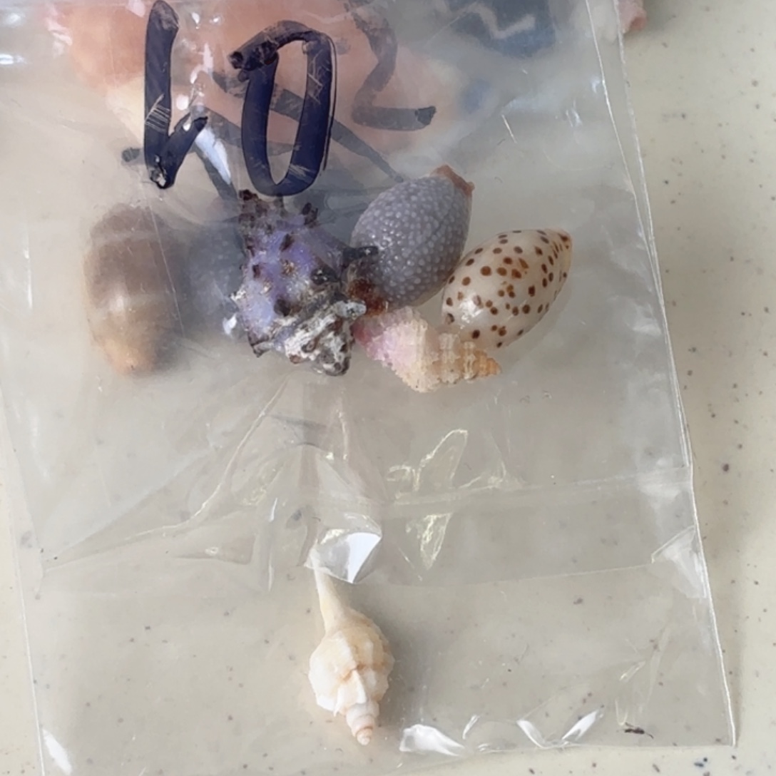 没***。天然海螺标本福利