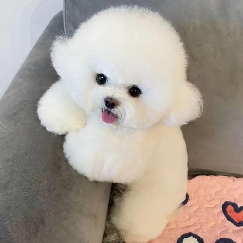 比熊幼犬小型犬米奇比熊茶杯犬飞耳比熊卷毛小体活幼体宠物狗