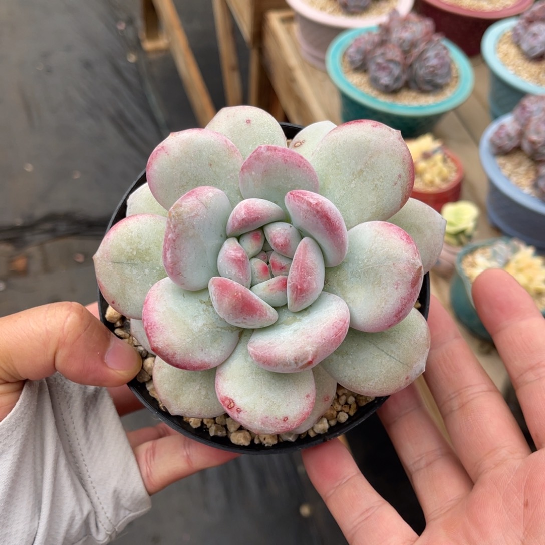 星影变异一物一拍