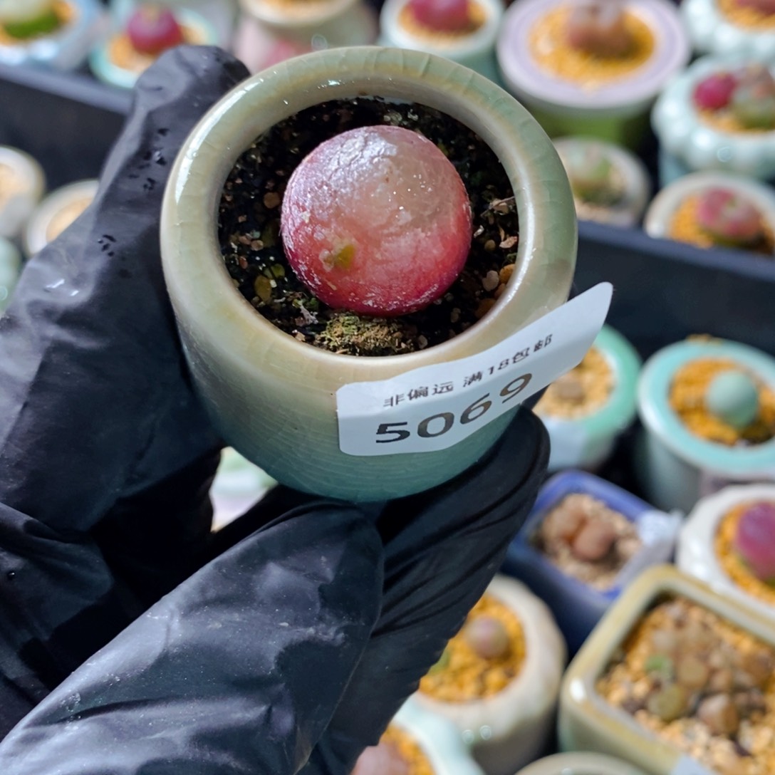 5069--一物一拍 带盆