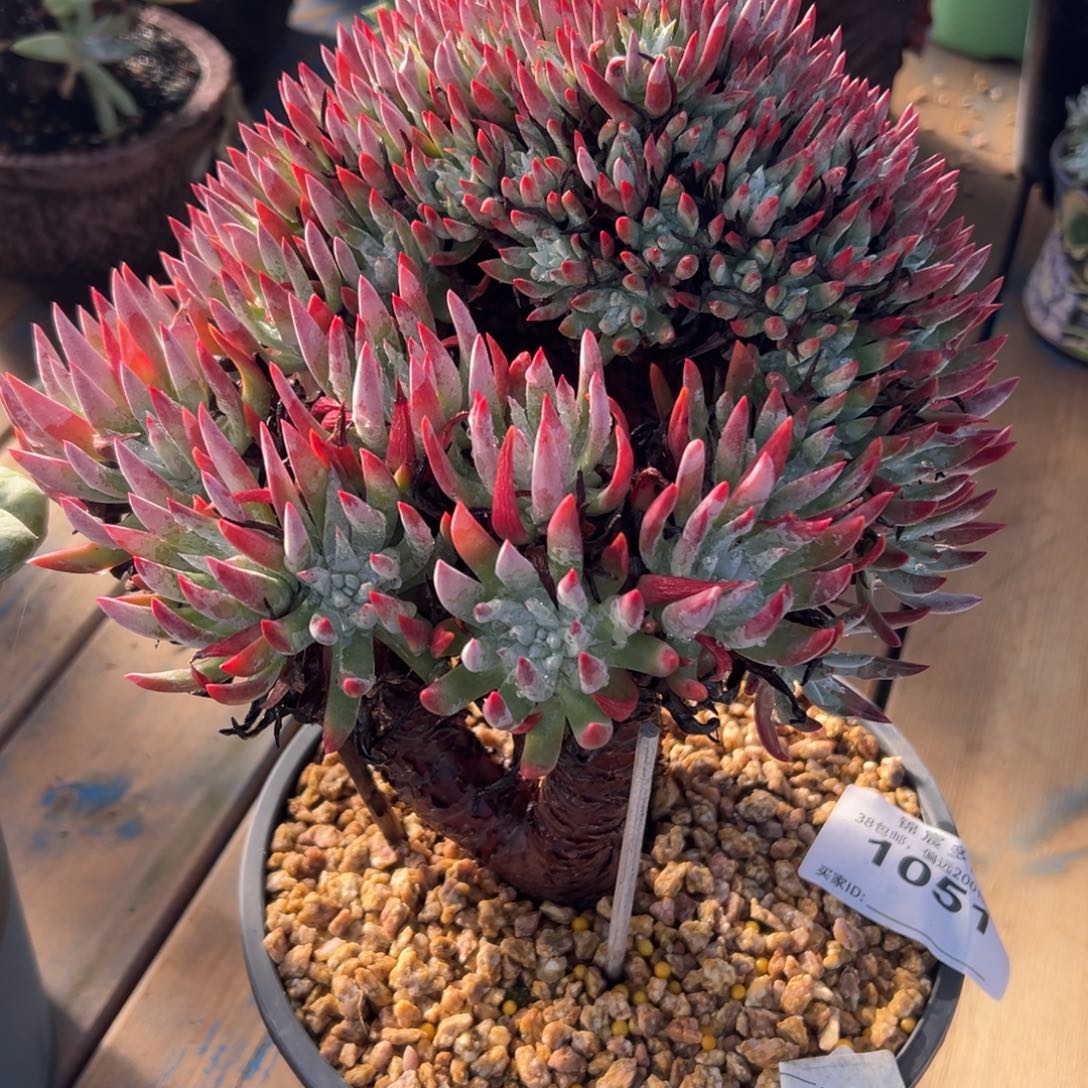 奥特～一物一拍 仙女杯2433