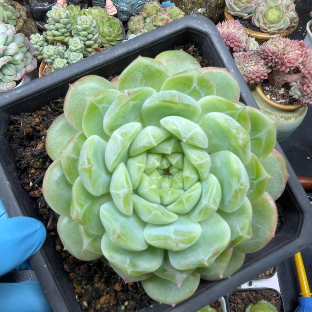 财富密码 泼天 12杯 福利