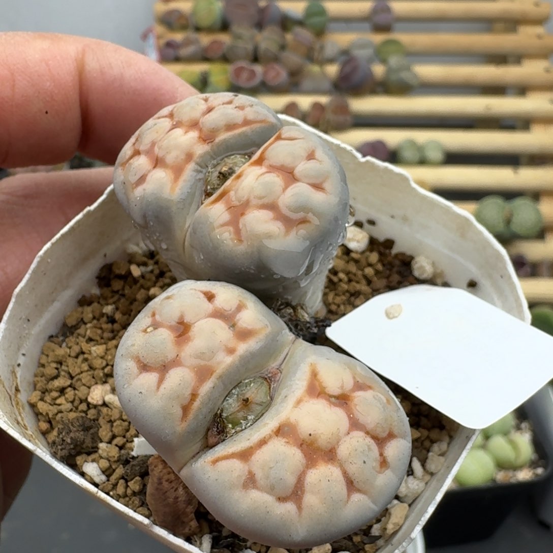 388哈哈哈哈哈哈哈