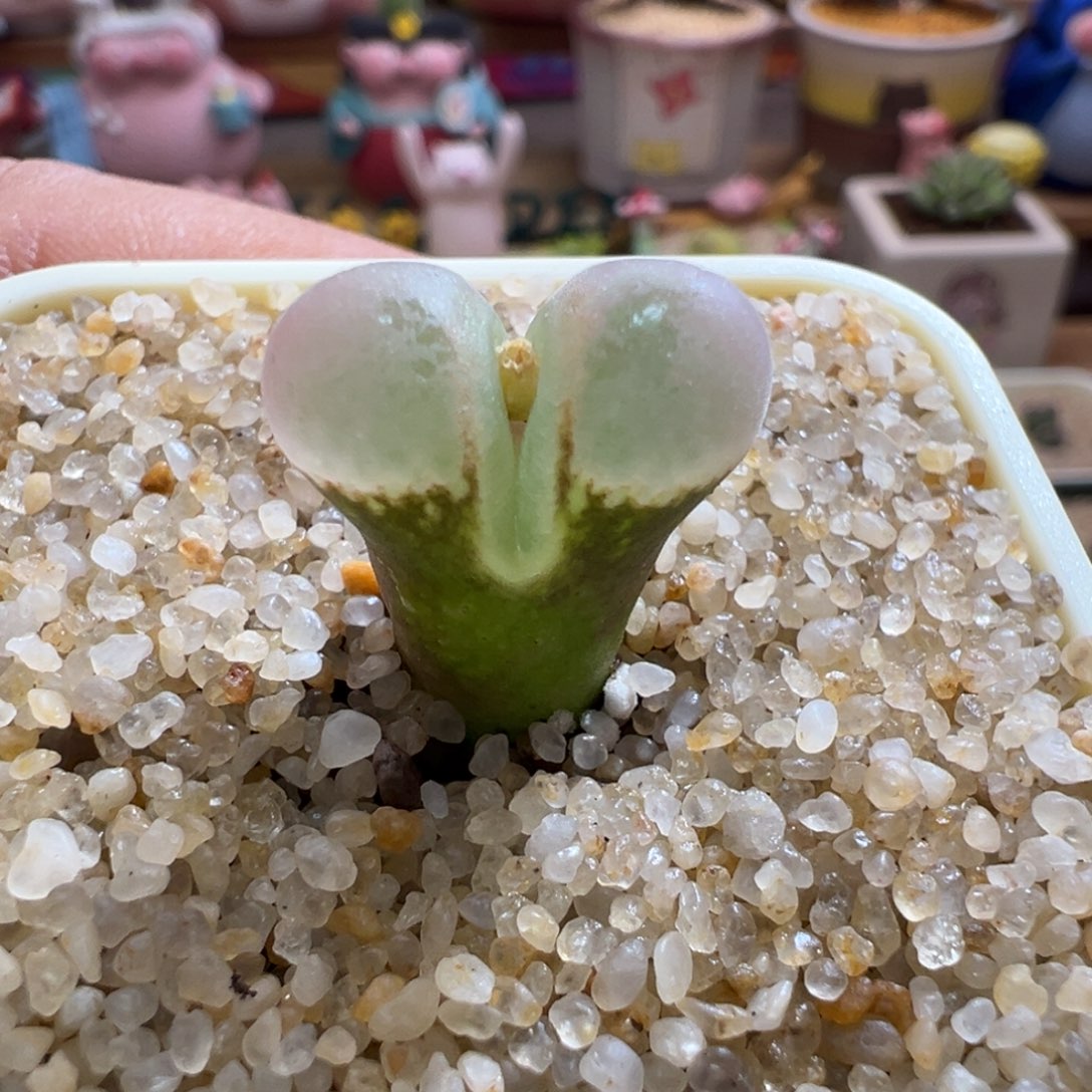 青蛙优选1089鲑鱼粉两年