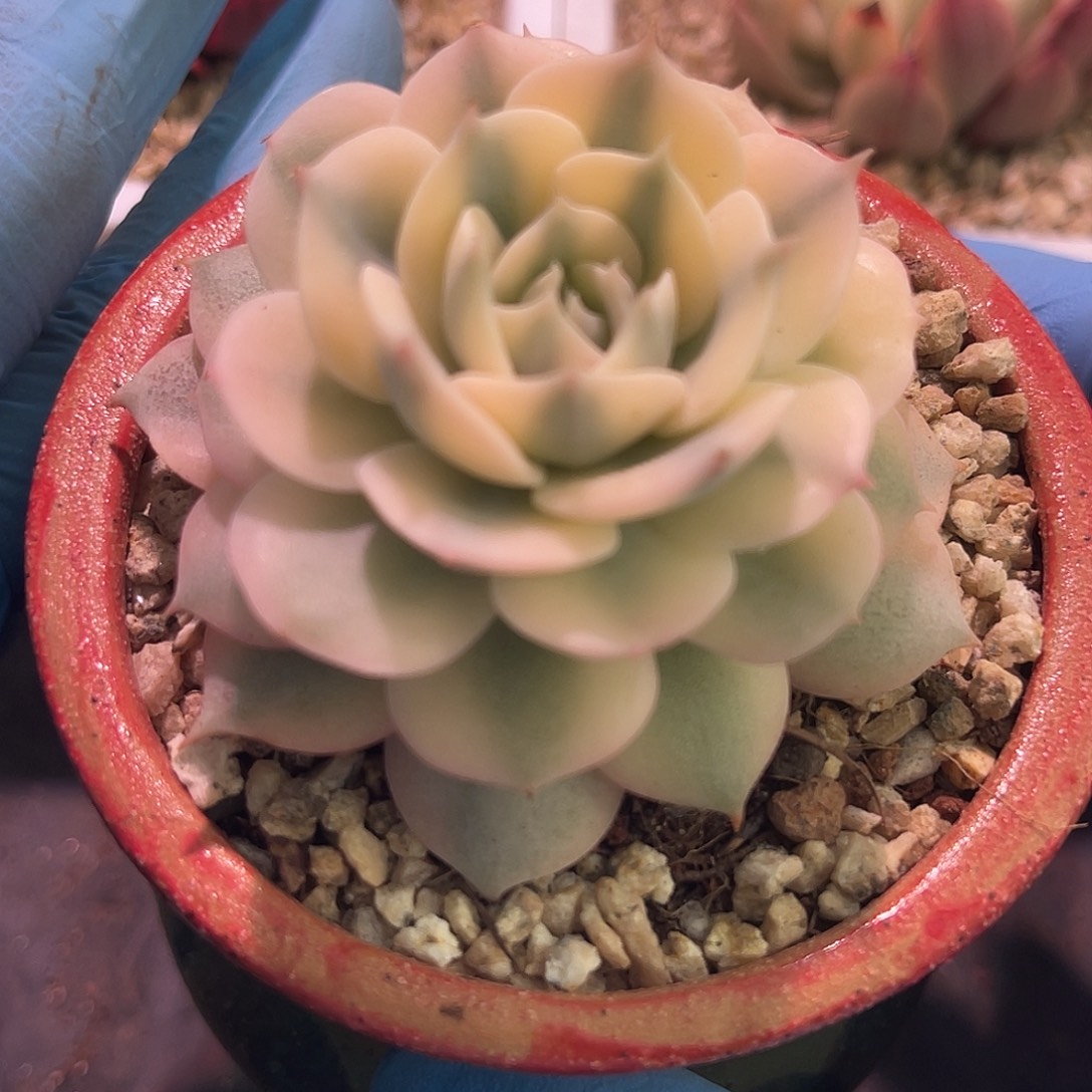 尚品园艺福利格拉卡锦