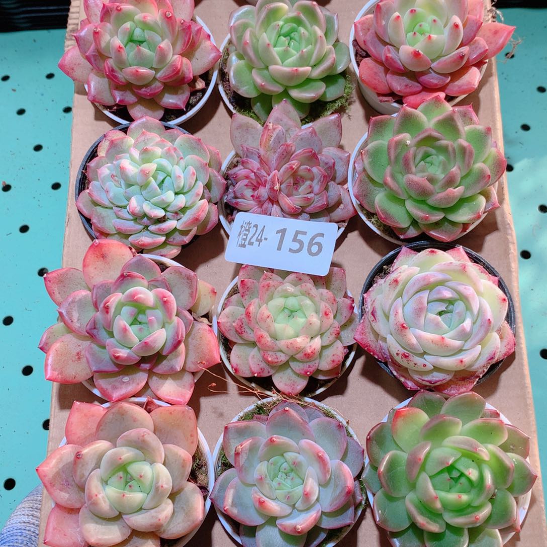 24-156一物一拍多肉带盆18颗