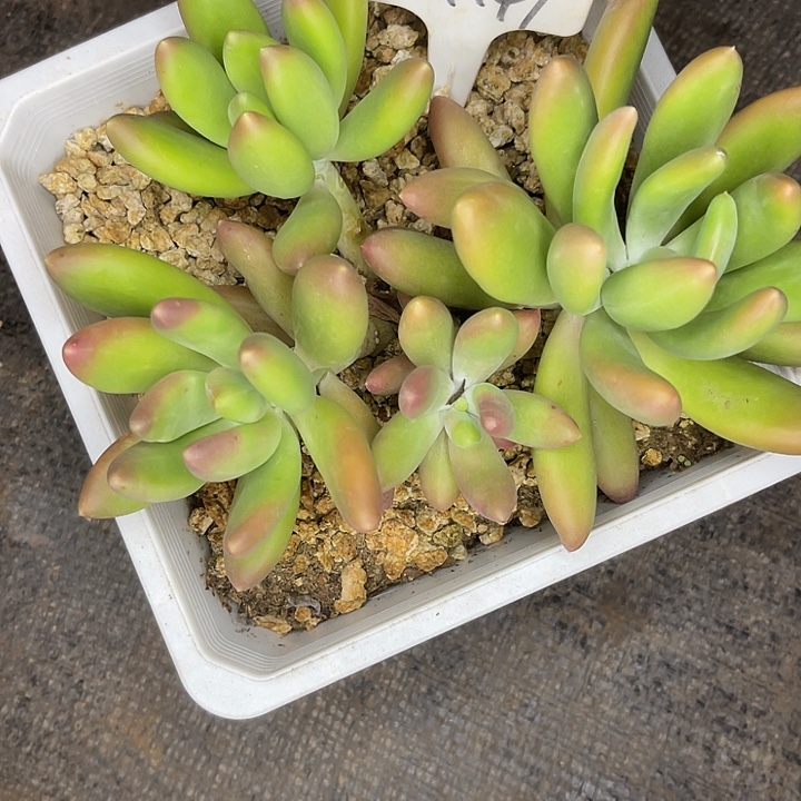 西***咪两单包邮，一物一拍147