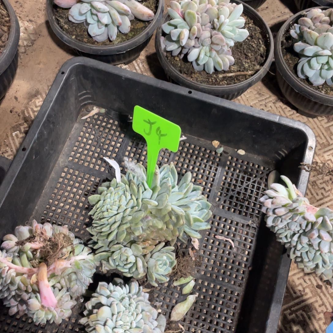 猫****星影缀化多头群生54