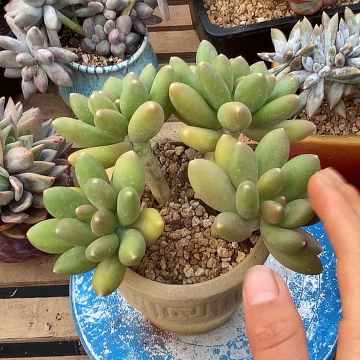多肉植物肉肉植物