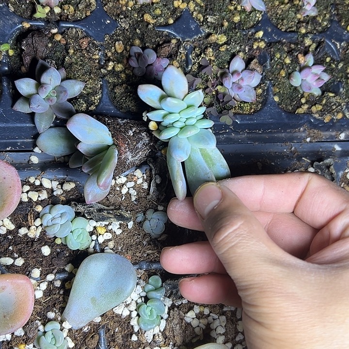 奥橙群生缀化多肉