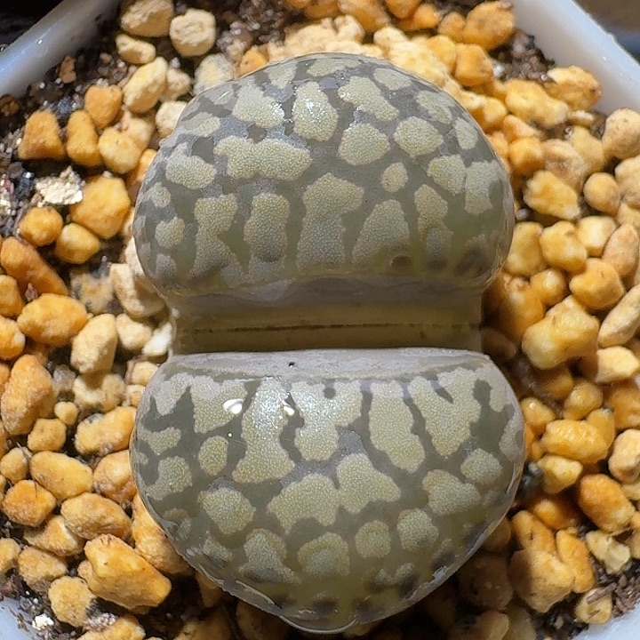 生石花212222。   307