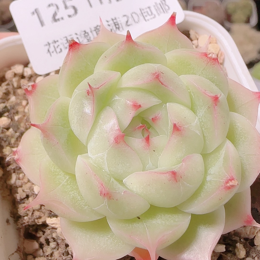 花语逸镜1126-125