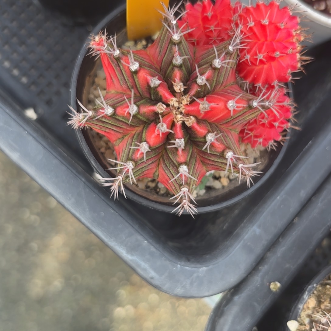 164-1212泰国发货多肉