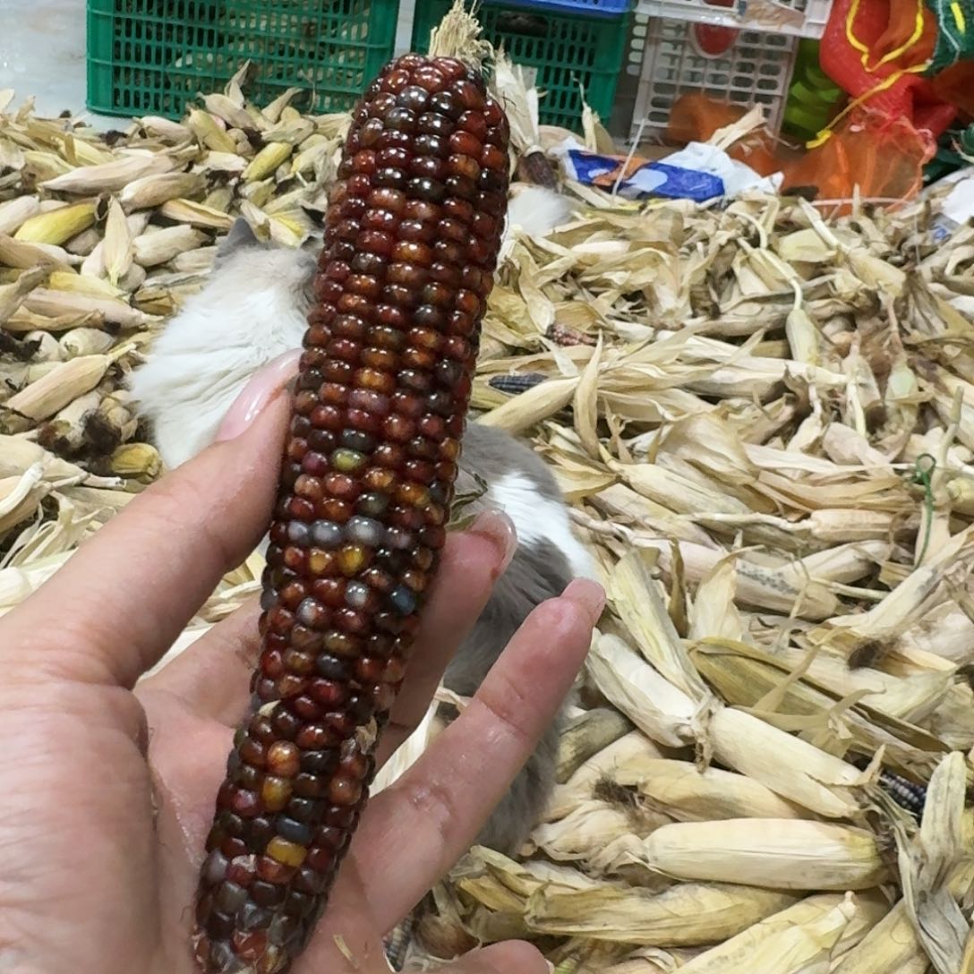 柏香籽/百香籽吊坠雅*