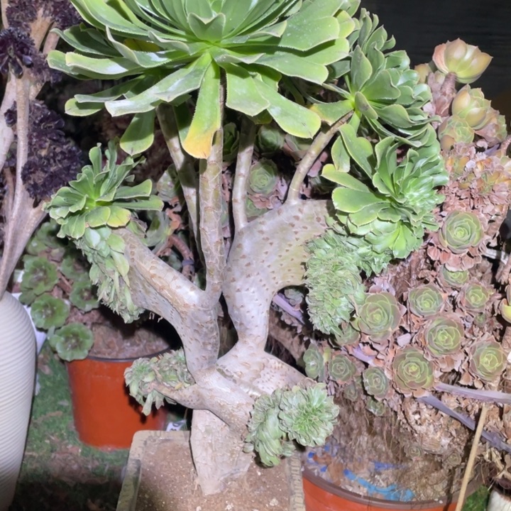 萍***逢40厘米高原始绿缀731号法师