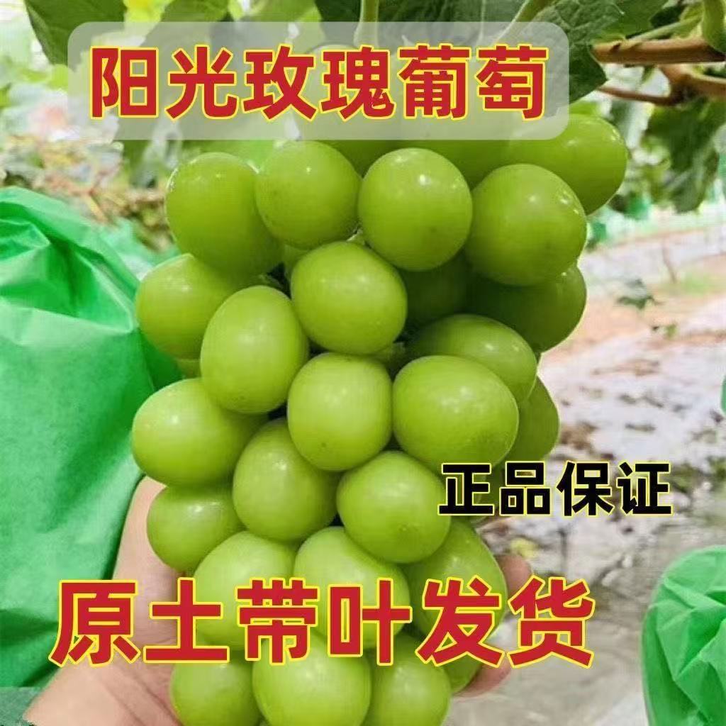 对版阳光玫瑰葡萄树苗南北方种植纯甜口感