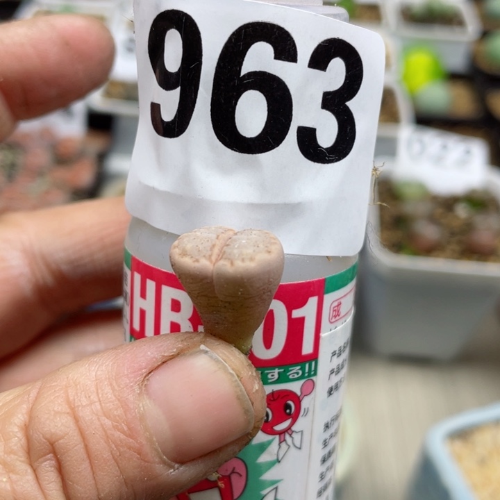 101植物活力素一瓶