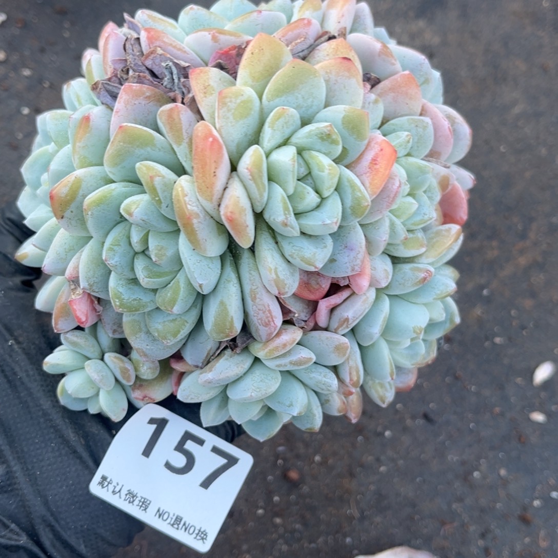 ****乐157号新疆西藏内蒙古不包邮的