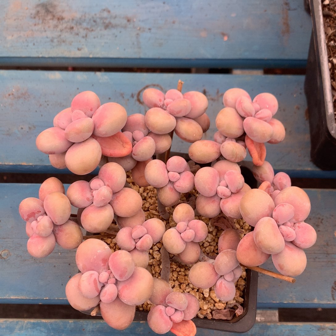 腰子蛋老桩无砍一物一拍