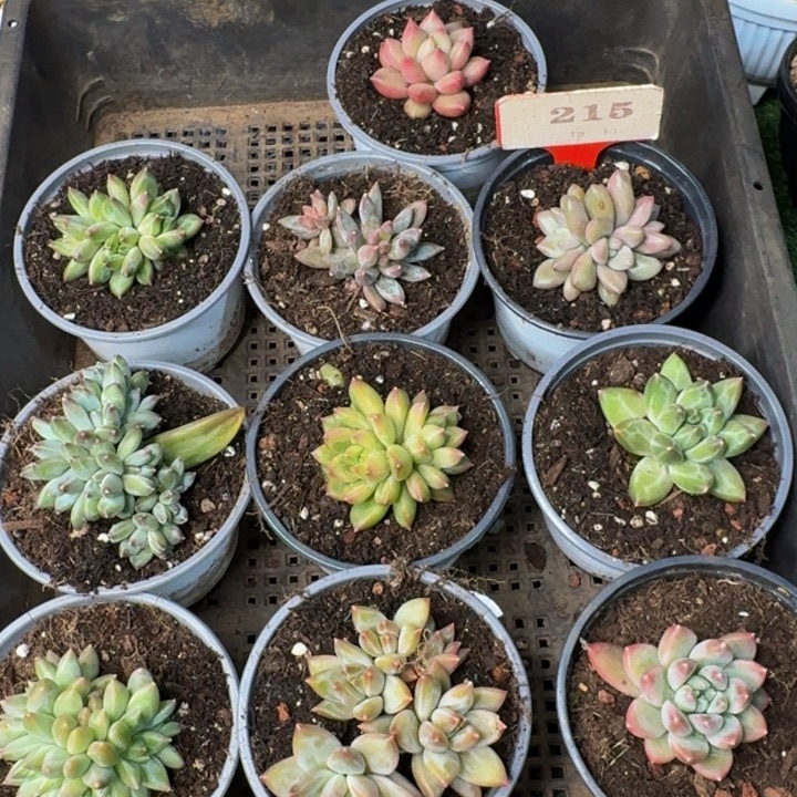 215多肉植物一物一拍