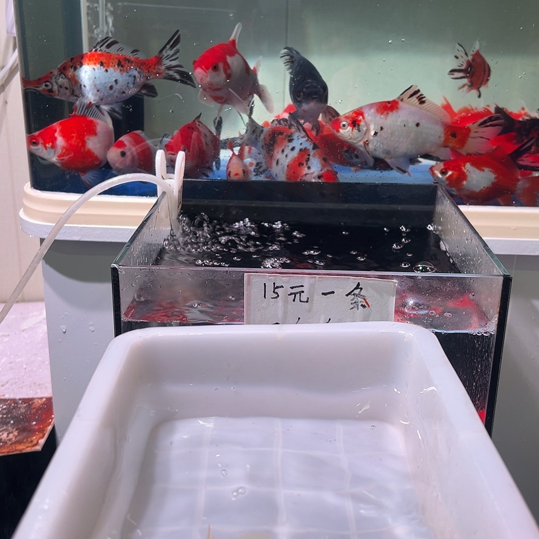 敢***歌海水观赏鱼福利多多啊