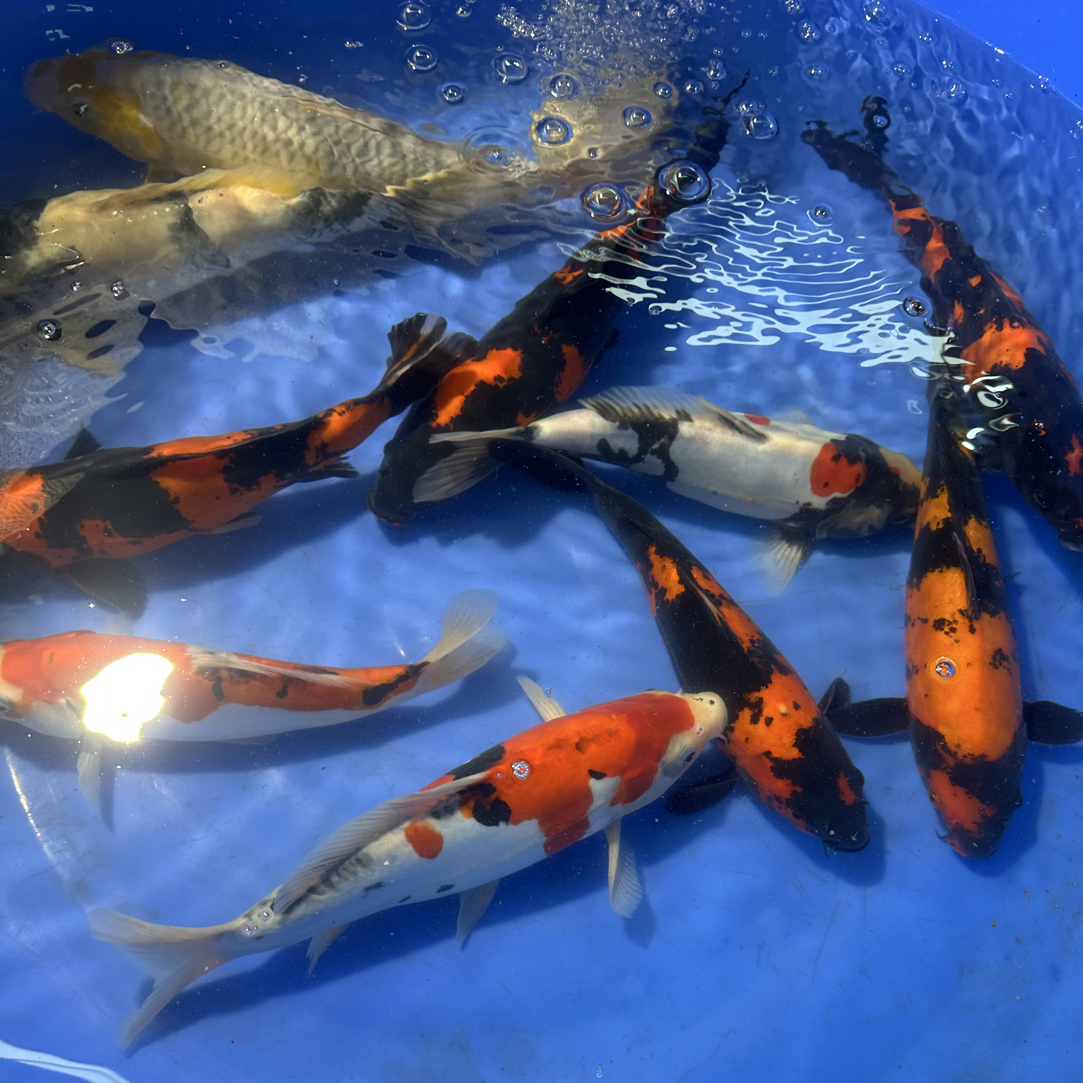 血统锦鲤 进口锦鲤 直播专用