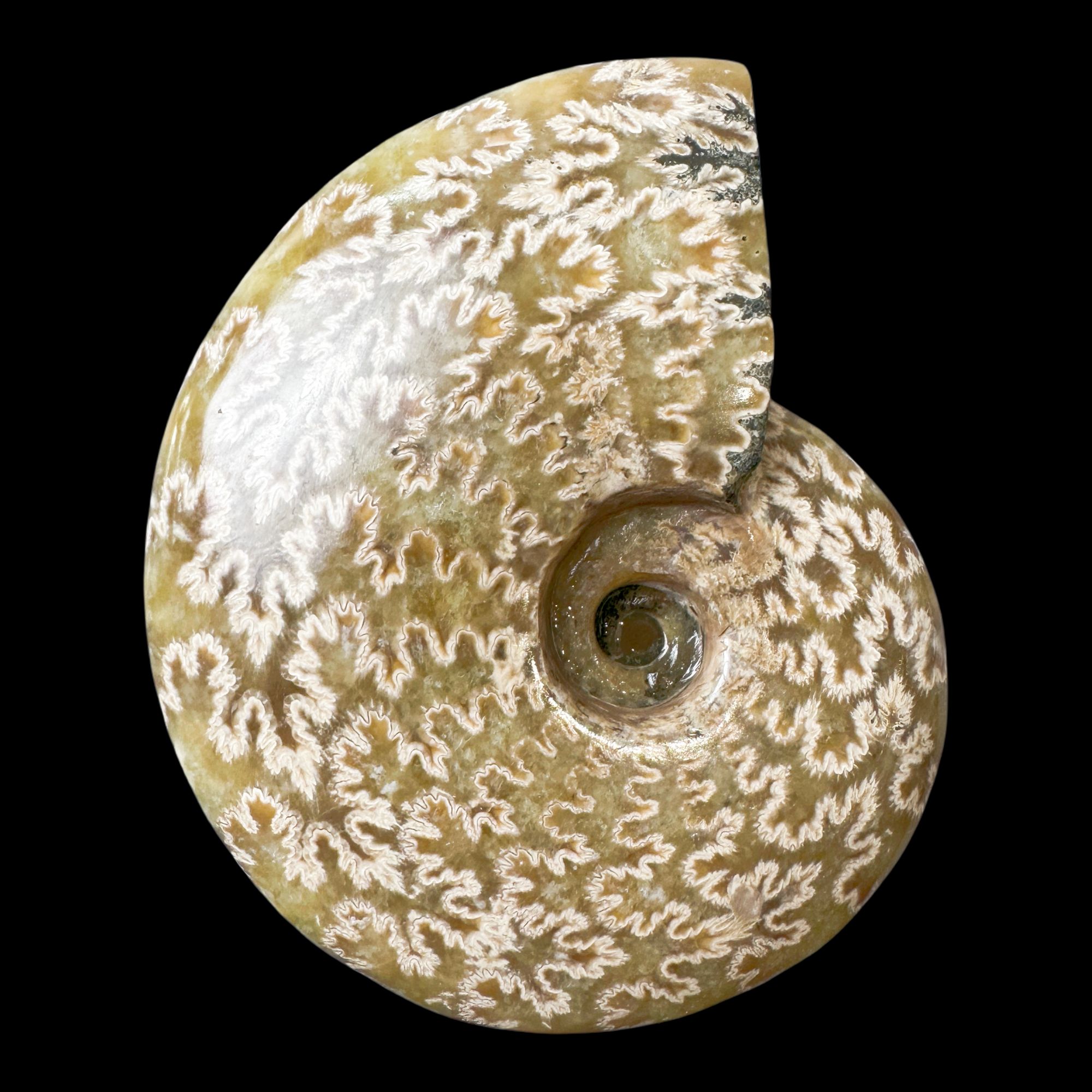 【 叶菊石（ 摆件-白花 ）】尺寸101.4mm 玉化 马达加斯加 古贝壳 C6