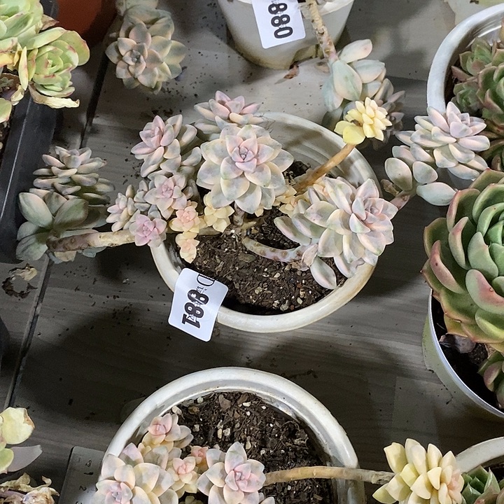 煥***881美杏锦多肉植物