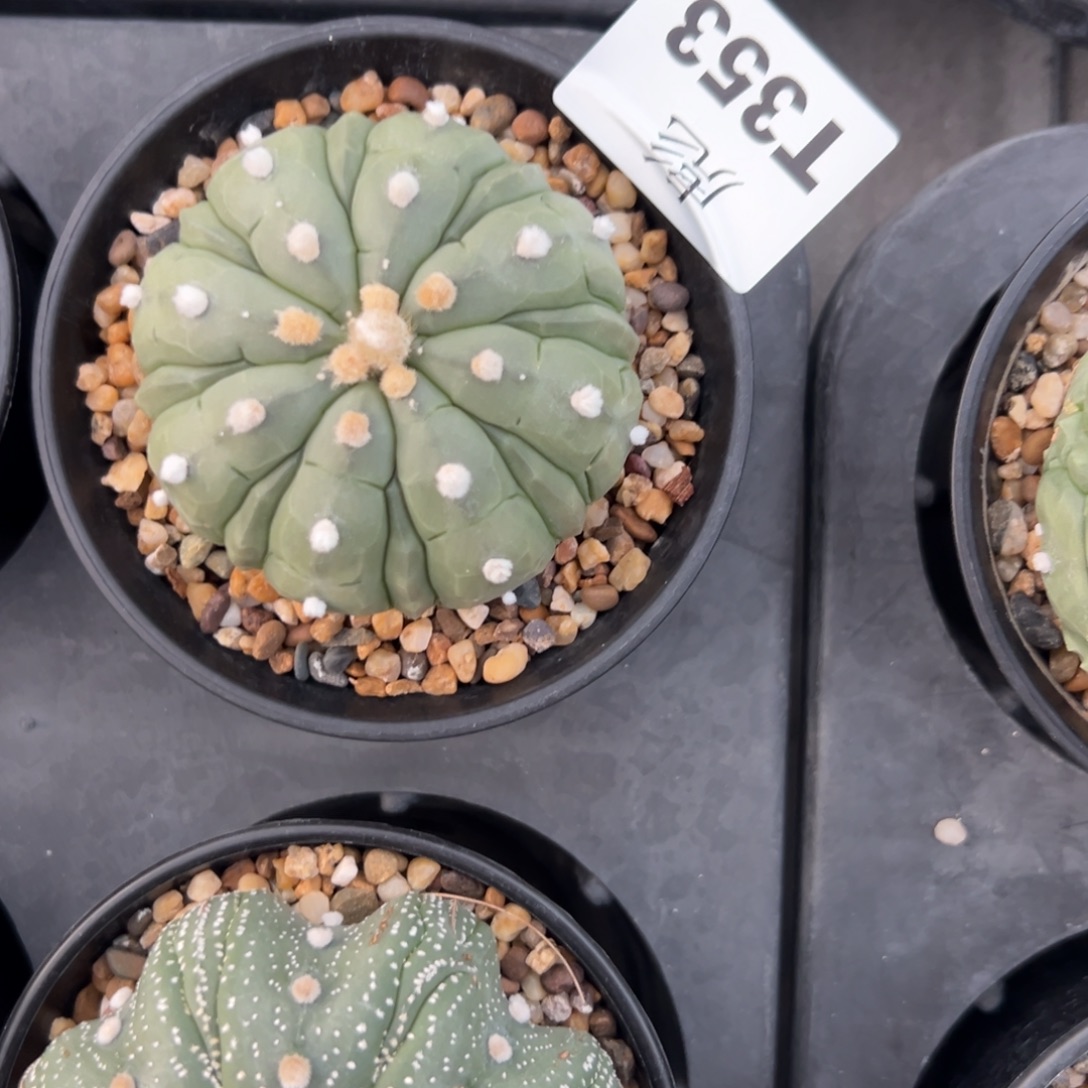 J***7T353号兜仙人球多肉