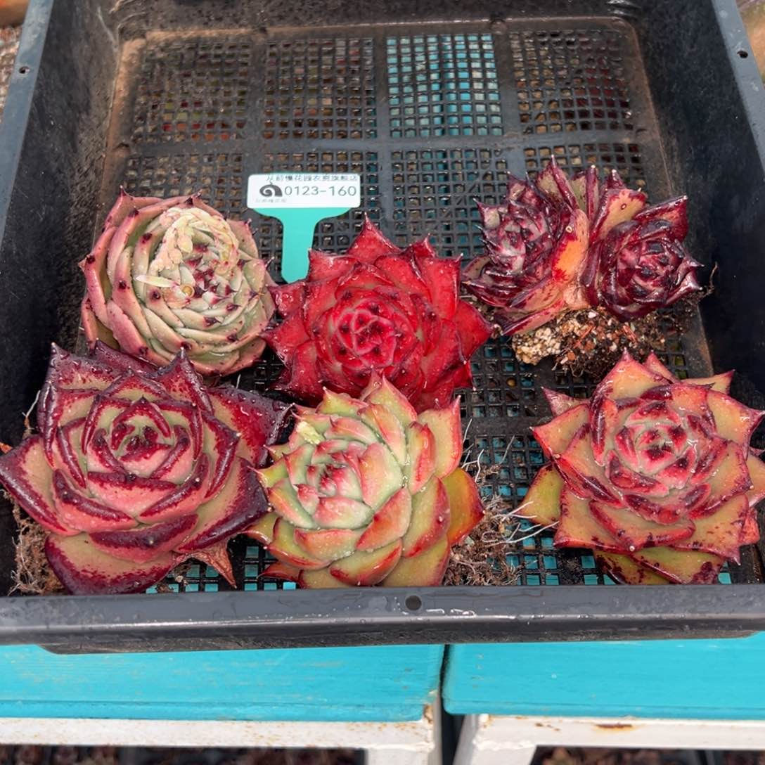 从前慢多肉精选编号0123.160